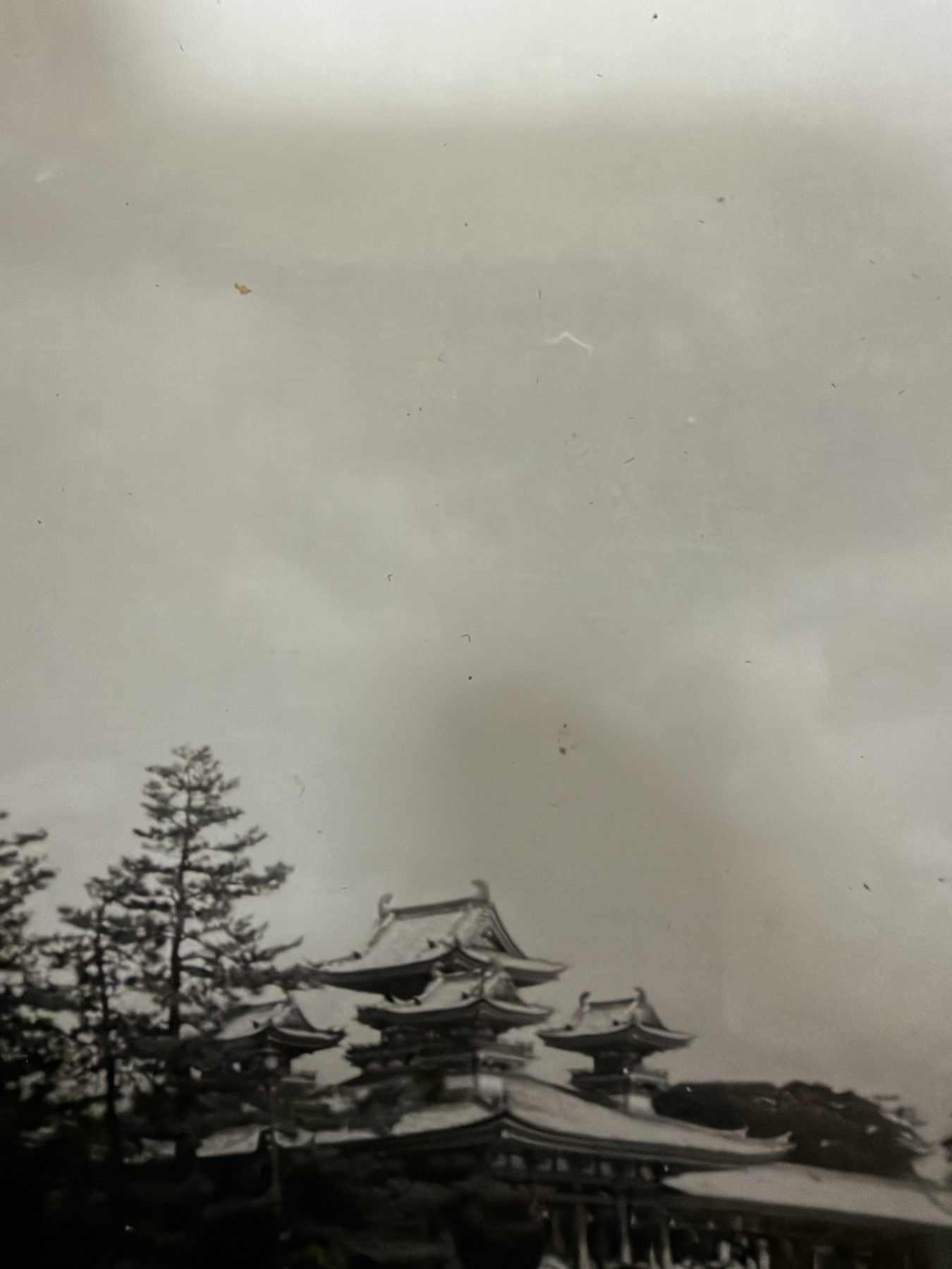 樹木の向こうに天守が見える城郭の風景
